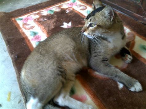 Ouvir sirih pulang ke gagang asiah. Ibarat Sirih Pulang Ke Gagang, Aku Kembali Ke Klinik Veterinar