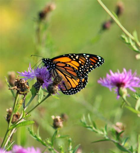 Lovely Monarch Birds And Blooms 897