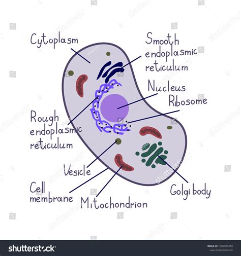 Eukaryote Cell Vector Simple Illustration Stock Vector Royalty Free