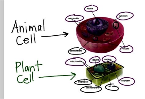 Check spelling or type a new query. Animal and Plant Cells