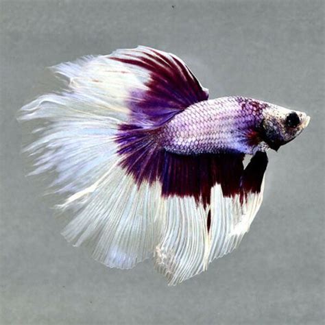 Live Betta Fish Purple Butterfly Half Moon Rare Ju128 Male From