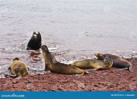 Group Of Galapagos Sea Lions Stock Image Image Of Male Island 26791551