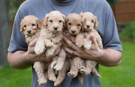 This will help the mother dog to adjust to the puppy food. Labradoodle Puppies, Five weeks old | Cedar Bend ...