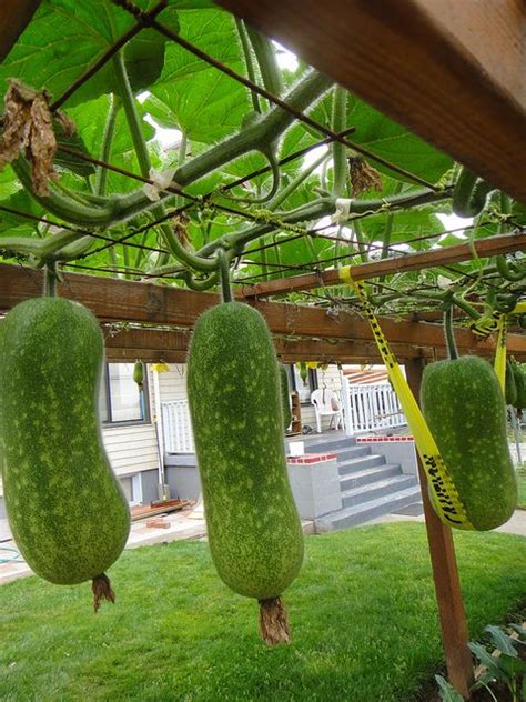 Cultivating your own plants, whether to eat them or simply admire their beauty, is good for your overall well being. Hanging Squash Haha, I love this! They trained their ...