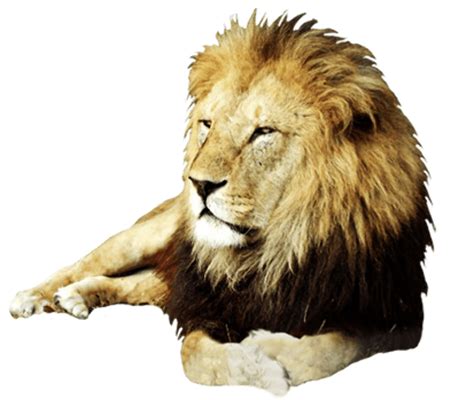 Download High Quality Lion Clipart Realistic Transparent Png Images