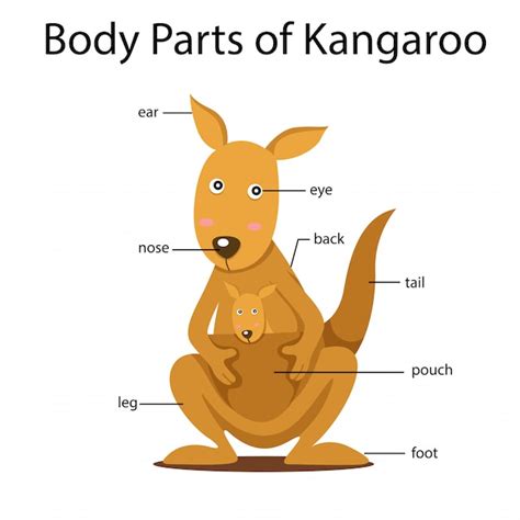 Premium Vector Illustrator Of Body Parts Of Kangaroo