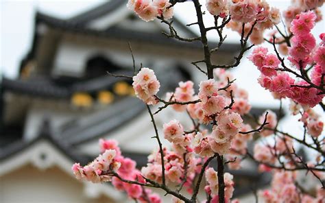 Japan kakek pijet dengan cucu nakal. japan, Cherry, Blossoms, Flowers, Bokeh, Blurred, Background Wallpapers HD / Desktop and Mobile ...