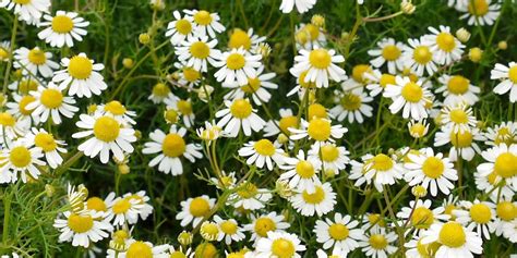 The flowers look like a cross between a mallow and. 16 Best Ground Cover Flowers and Plants - Low Growing ...