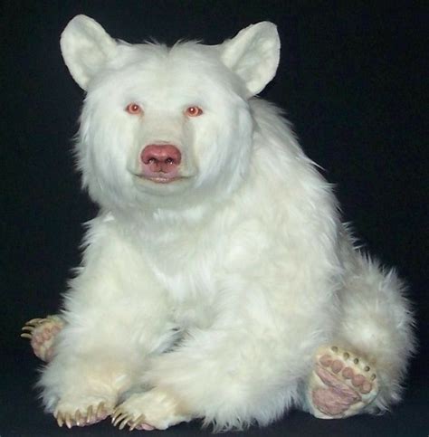 Wow A Albino Bear Rare Albino Animals Albino Animals Rare Animals