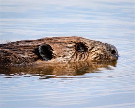 North American Beavers Can Weigh As Much As 70lbswildlife