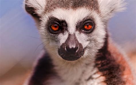 The Eyes Of The Lemur Lemur Cute Animals Animals