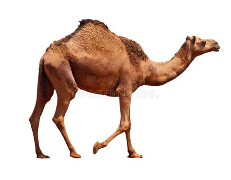 80838 Camel Stock Photos Free And Royalty Free Stock Photos From
