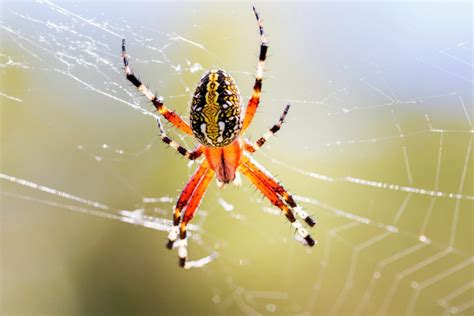 Spider Symbolism Dreams And Messages Spirit Animal Totems Spirit
