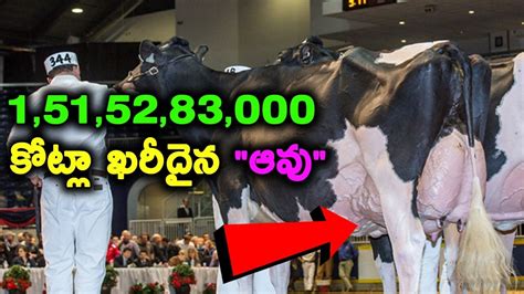 Most Expensive Cow In The World T Talks Youtube