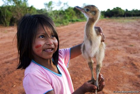 Guarani) is 'n etniese groep inheems aan argentinië, bolivië, brasilië en paraguay wat met die taal guaraní verband hou. Guarani - Survival International