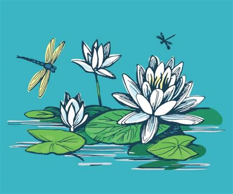 Lily Pad Pond Drawings Illustrations Royalty Free Vector Graphics