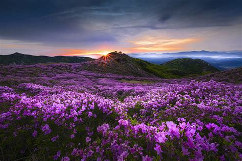 Flower Valley Flowers Mountains Morning Nature Hd Wallpaper Peakpx