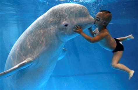 10 Interesting Beluga Whale Facts My Interesting Facts