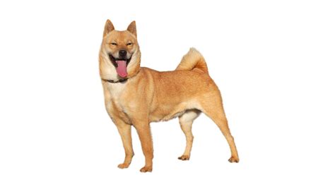 Hokkaido Dog Breed Lifespan Price Temperament