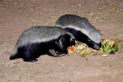 How Big Do Honey Badgers Get How Much Do They Weigh Naturenibble