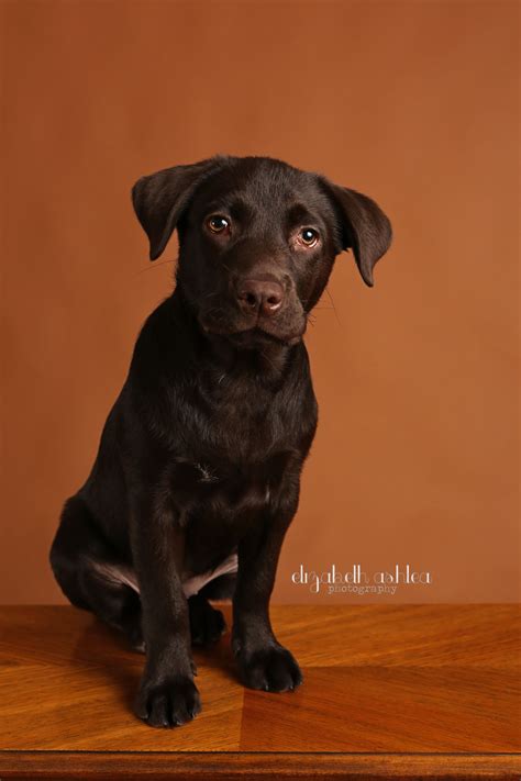 4 Month Old Chocolate Lab Puppy Elizabeth Ashlea Photography Orlando