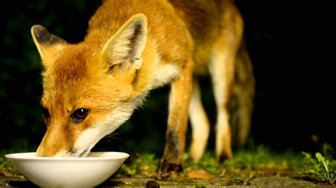 Wild Fox Eating Cat Food In The Backyard Youtube