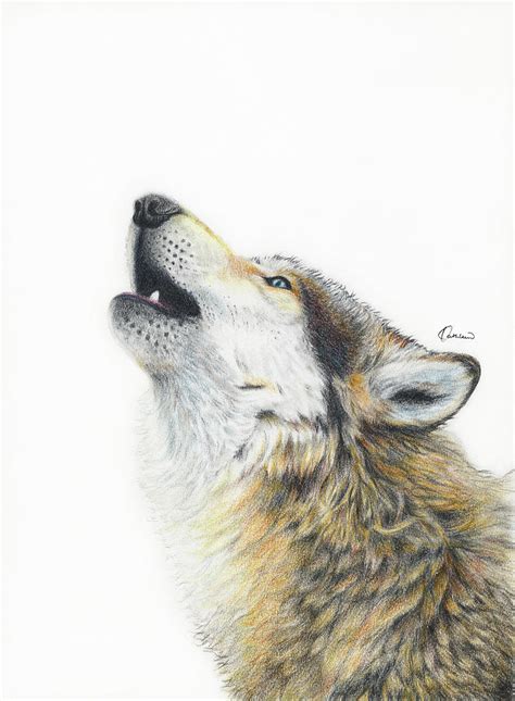 Howling Wolf Drawing By Kathleen Wong Pixels