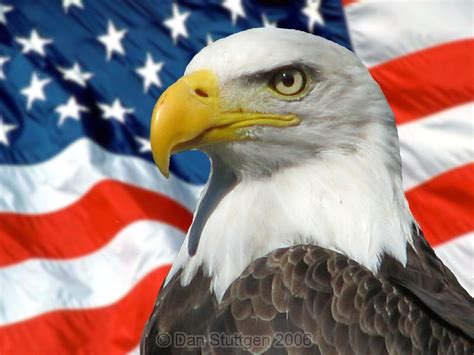 Eagle And Flag Eagle Drawing Patriotic Images Feather Painting