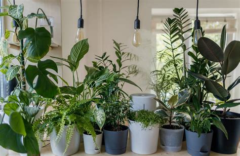 25 Best Low Maintenance House Plants For Beginners Experience Guide