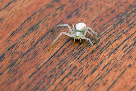 Albino Spider Chris West Flickr