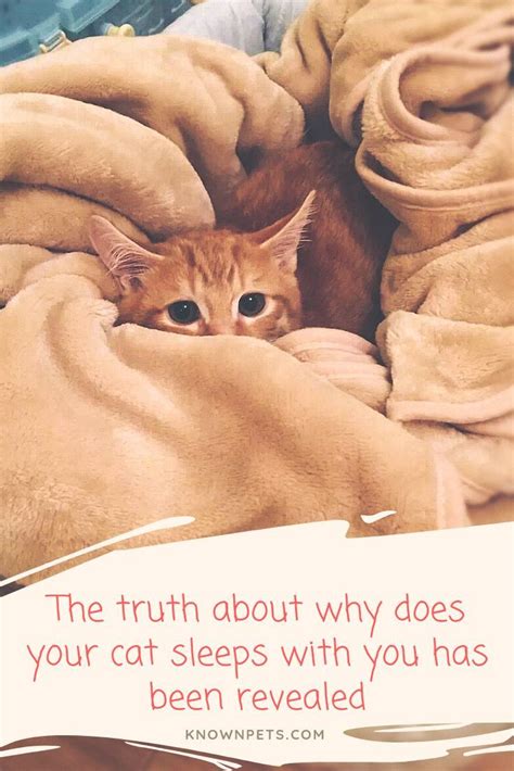 The Truth About Why Does Your Cat Sleeps With You Has Been Revealed