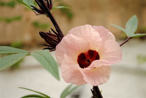 Cultiva La Flor De Jamaica Y Llena De Color Y Medicina Tu Jardín