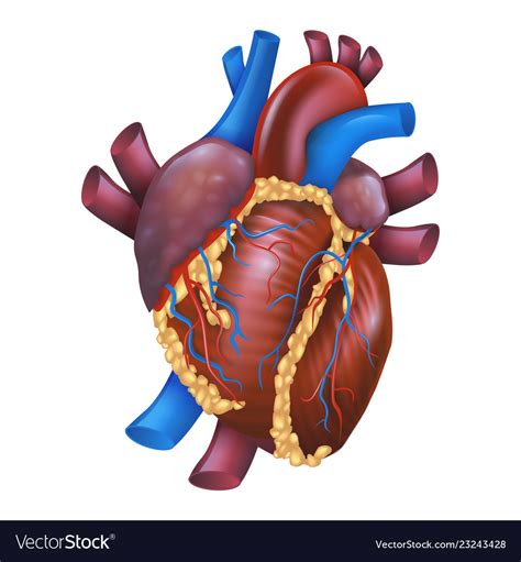 Realistic Human Healthy Heart Royalty Free Vector Image