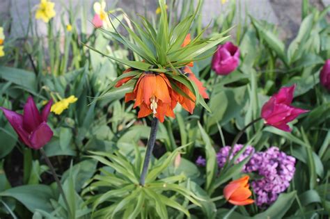 We did not find results for: Pearls of Style: Suitcase. Keukenhof Spring Tulip Gardens ...