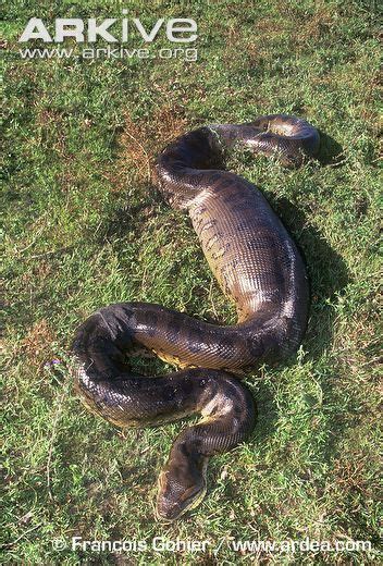 Las 7 Mejores Imágenes De Anaconda Serpientes Anaconda Y Anfibios