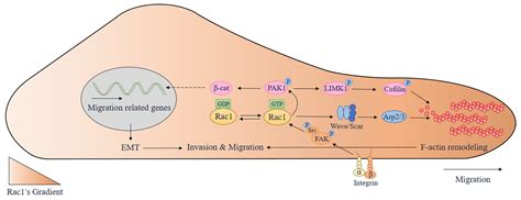 Molecules | Free Full-Text | Rac1: A Regulator of Cell Migration and a