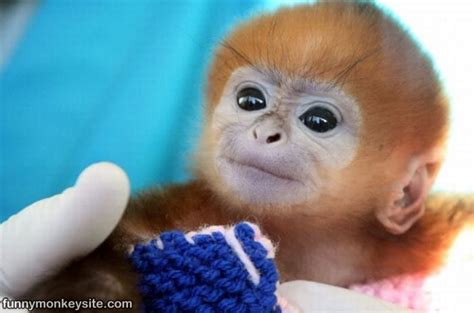 Cute Monkey Pictures Cute Baby Monkeys Tedlillyfanclub