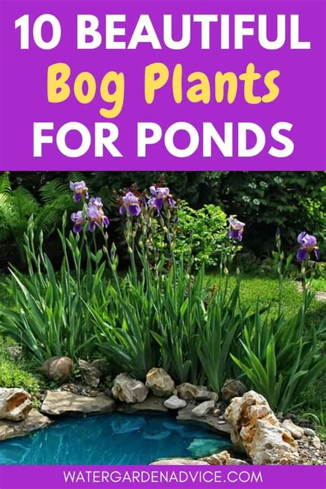 10 Best Bog Plants For Ponds Water Garden Advice