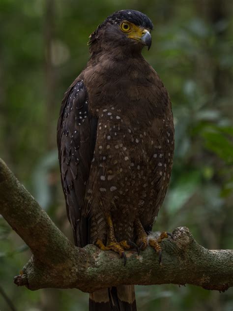 Crested Serpent Eagle Isuru Dewundara Flickr