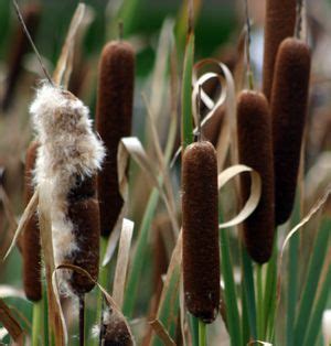 A pond's aesthetic appeal largely bright green stem and brown great for dragonfly larvae terminal spikelet containing minute flowers. Medicinal Plants-Common Cattail | Plants, Medicinal plants ...