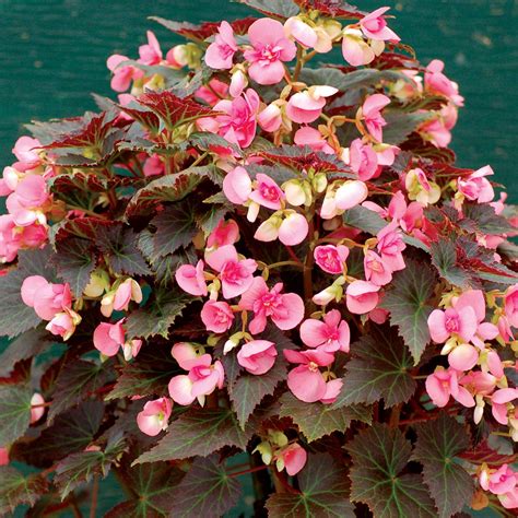 Het voedt zich met honingdauw die wordt afgescheiden door bladluizen, wolluis, schaal of mieren. Begonia COCOA™ 'Puff Pink' | TERRA NOVA® Nurseries, Inc.