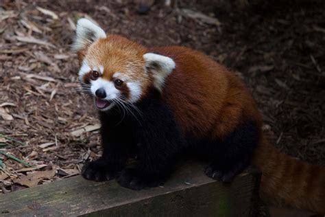 Red Panda Zoo Atlanta