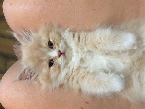 Well you're in luck, because here they come. Munchkin Cats For Sale | Columbus, GA #192360 | Petzlover