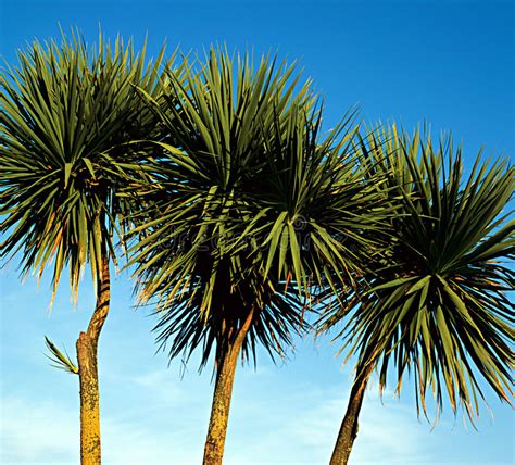 Palm Trees Stock Photo Image Of Forest Tourist Trees 645136
