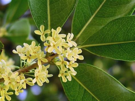 Olive trees (olea europaea) are evergreen trees in the oleaceae family. Giveaway: Fragrant "Sweet Olive"