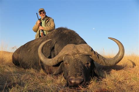 Hunting Cape Buffalo In South Africa And Zimbabwe Somerby Safaris