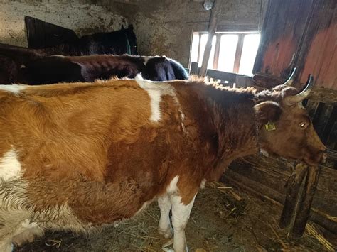 Vaca De Vânzare Falticeni • Olxro