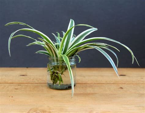 We did not find results for: Grow Beautiful Indoor Plants In Water - A Piece Of Rainbow