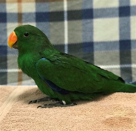 Vosmaeri Eclectus 156734 For Sale In Broadview Heights Oh