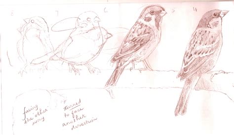 Birds Sketches And Watercolours Quinlyn Nixon Art